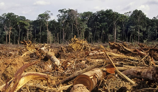 deforestazione.jpg